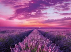 Clementoni : Lavender Field (1000)