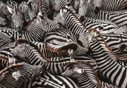 Clementoni : National Geographics - Burchell Zebras (1000)