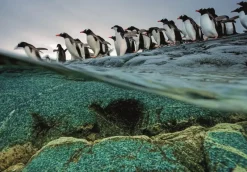 Clementoni : National Geographics - Gentoo Penguins (1000)