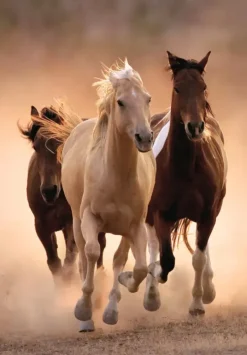 Clementoni : Running Horses (1000)
