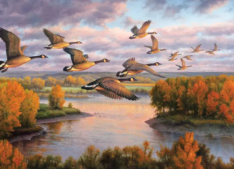 Cobble Hill : Migration (1000)