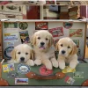 Educa : Puppies in the Luggage (500)
