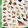 EuroGraphics : Birds (1000)