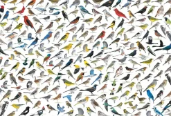 EuroGraphics : David Sibley - The World of Birds (2000)