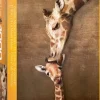 EuroGraphics : Giraffe Mother's Kiss (1000)