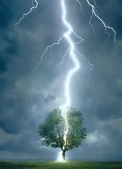 EuroGraphics : Lighting Striking Tree (1000)