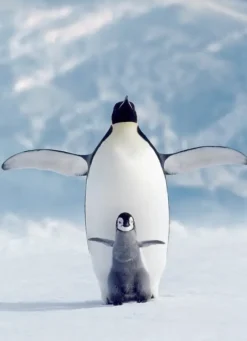 EuroGraphics : Penguin & Chick (1000)
