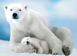 EuroGraphics : Polar Bear and Baby (1000)