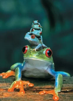 EuroGraphics: Red-Eyed Tree Frog (1000)