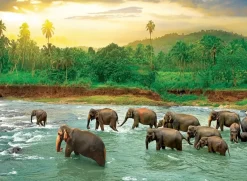 EuroGraphics : Save Our Planet Collection - Rain Forest (1000)