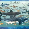 EuroGraphics : Sharks (1000)