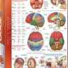 EuroGraphics : The Brain (1000)