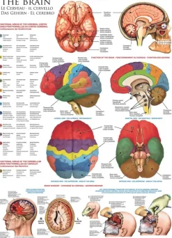 EuroGraphics : The Brain (1000)