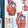 EuroGraphics : The Heart (1000)