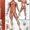 EuroGraphics : The Muscular System (1000)