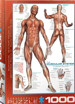 EuroGraphics : The Muscular System (1000)