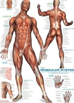 EuroGraphics : The Muscular System (1000)