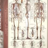 EuroGraphics : The Skeletal System (1000)