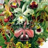 Good Loot : Imagination - Ernst Haeckel, Orchid (1000)