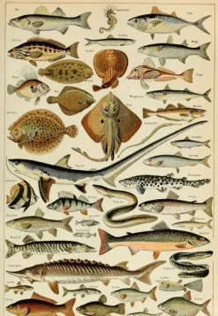 Grafika : Larousse - Fish (1000)