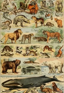 Grafika : Larousse - Mammals II (1000)