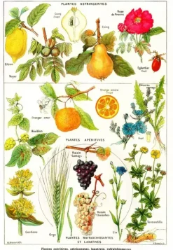 Grafika : Larousse Medical - Astringent and Aperitive Plants (1000)