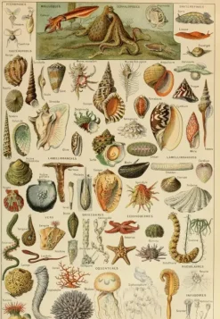 Grafika : Larousse - Molluscs II (1000)