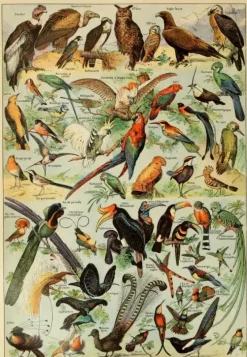 Grafika : Larousse pour Tous - Birds (1000)