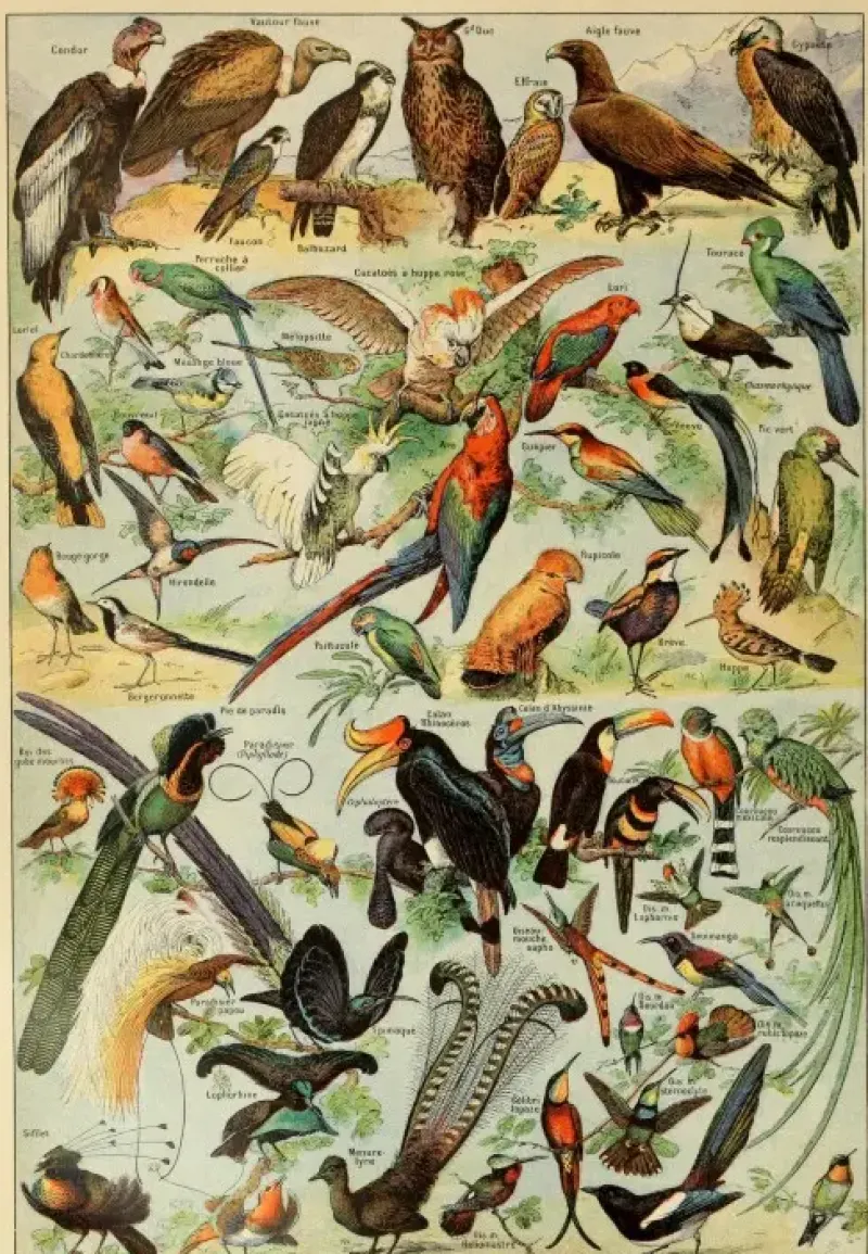 Grafika : Larousse pour Tous - Birds (1000)