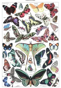 Grafika : Larousse pour Tous - Butterflies (1000)