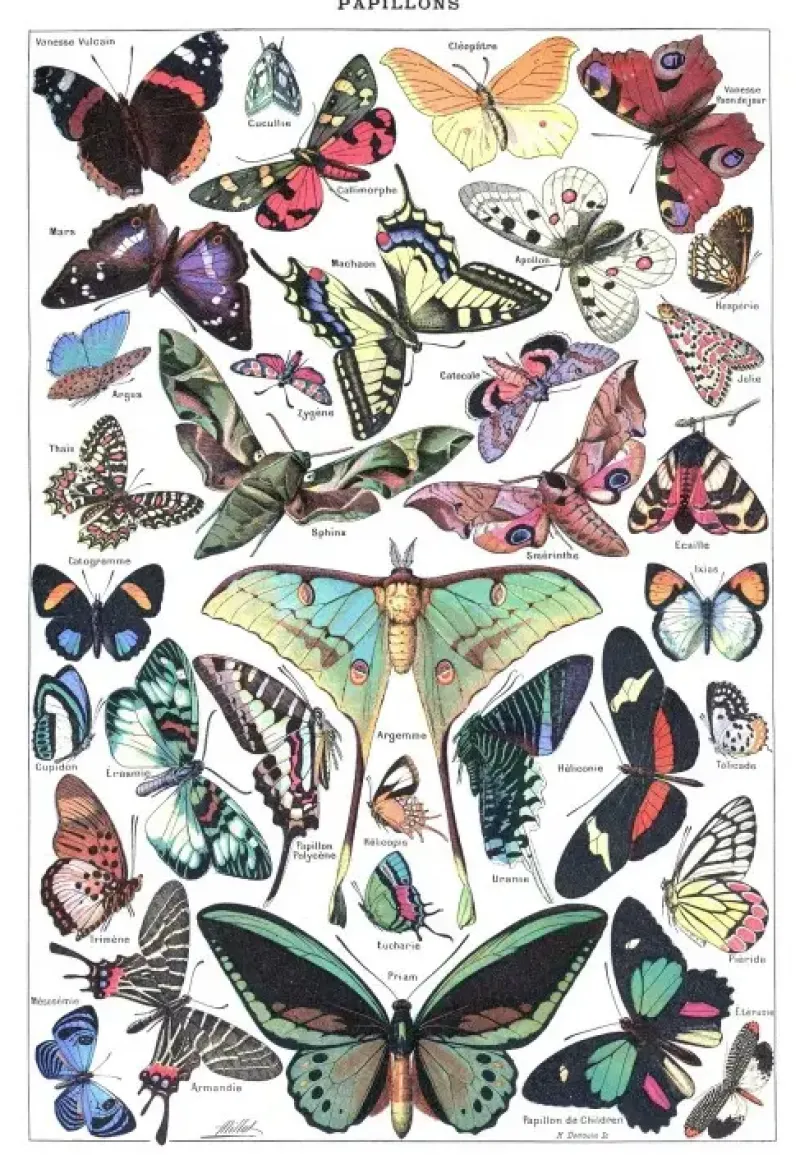 Grafika : Larousse pour Tous - Butterflies (1000)