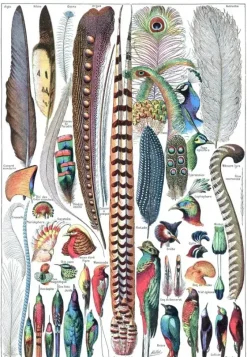 Grafika : Larousse pour Tous - Feathers (1000)