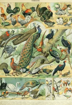 Grafika : Nouveau Larousse - Birds (1000)