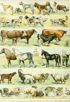 Grafika : Nouveau Larousse - Mammals I (1000)