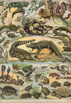 Grafika : Nouveau Larousse - Reptiles (1000)