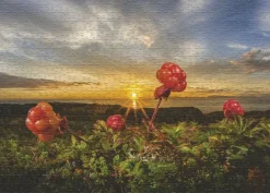 Heye : Humboldt - Cloudberries (1000)