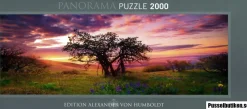 Heye : Panorama - Humboldt, Oak Tree (2000)