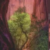 Heye : Power of Nature - Singing Canyon (1000)