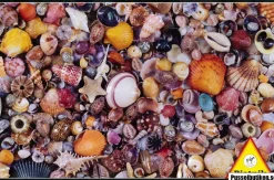 Piatnik : Seashell (1000)