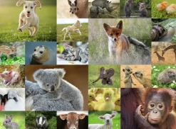 Ravensburger : Baby Animals (200)