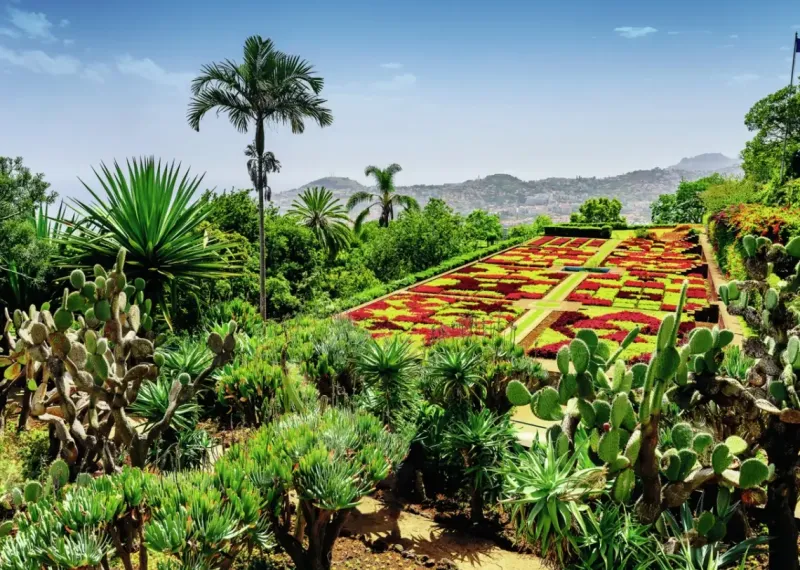 Ravensburger : Beautiful Gardens - Botanical Garden, Madeira (1000)