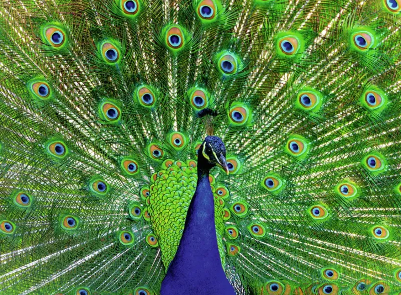 Ravensburger : Colorful Animals - Peacock (500)
