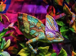 Ravensburger : Colorful Animals - Chameleon (500)