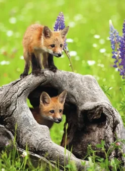 Ravensburger : Curious Foxes (300)