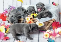 Ravensburger : Cute Little Furballs (2 x 12)