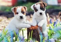 Ravensburger : Cute Little Furballs (2 x 12)