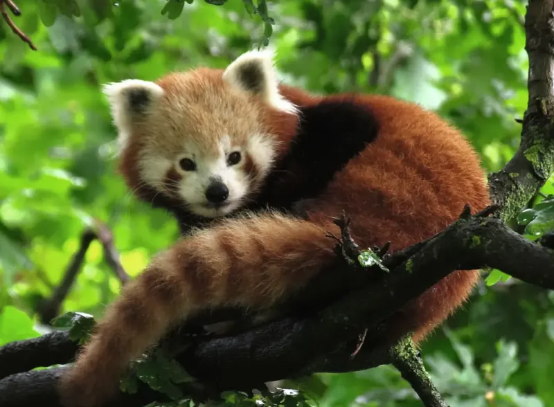 Ravensburger : Cute Red Panda (500)