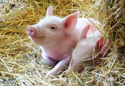 Ravensburger : Farm Animal Babies (2 x 12)