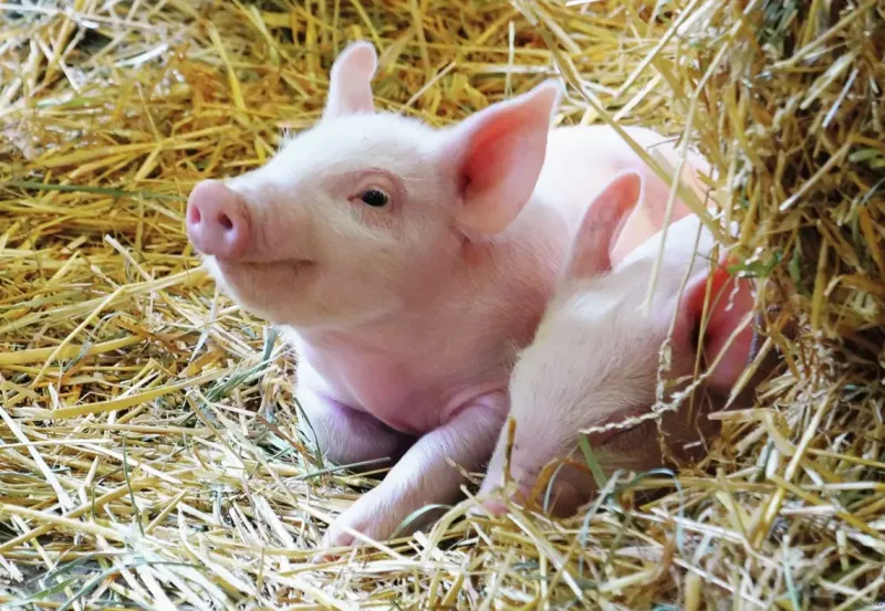 Ravensburger : Farm Animal Babies (2 x 12)