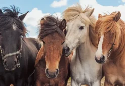 Ravensburger : Horse Friends (2 x 24)